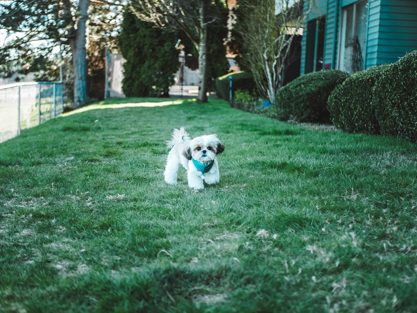 Small white dog walking across a mown backyard lawn beside a chain link fence and clipped hedges, a typical Greater Cincinnati residential yard