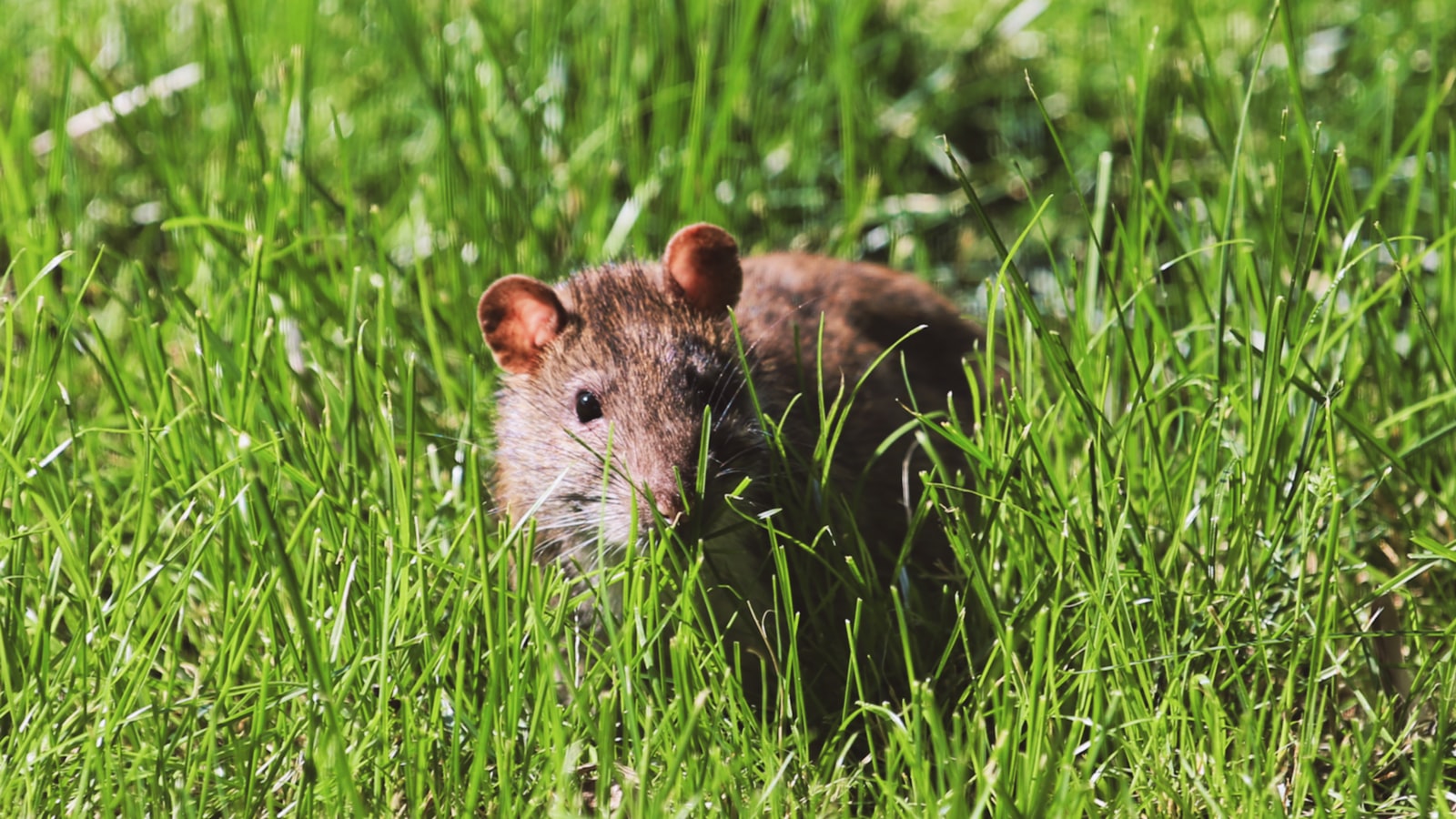 Rat sitting in green grass in a residential yard, the pest most commonly drawn to uncollected dog waste