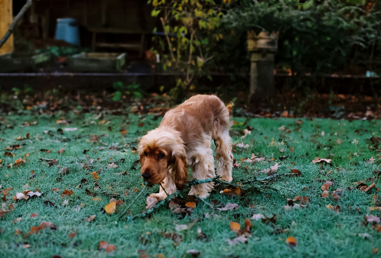 Golden cocker spaniel nose down in a mown backyard lawn beside a wooden fence with fallen autumn leaves, a typical Greater Cincinnati yard in early fall