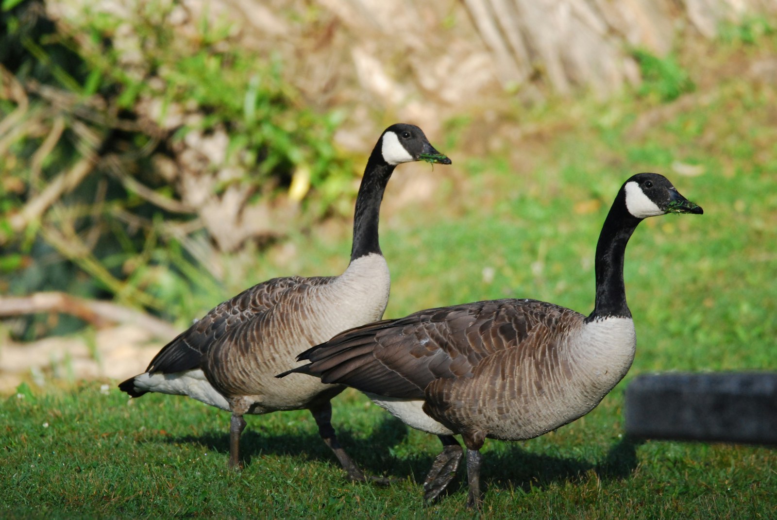 Two Canada geese grazing on a green lawn in Greater Cincinnati, the kind of flock that leaves goose droppings across yards, pond banks and HOA common areas
