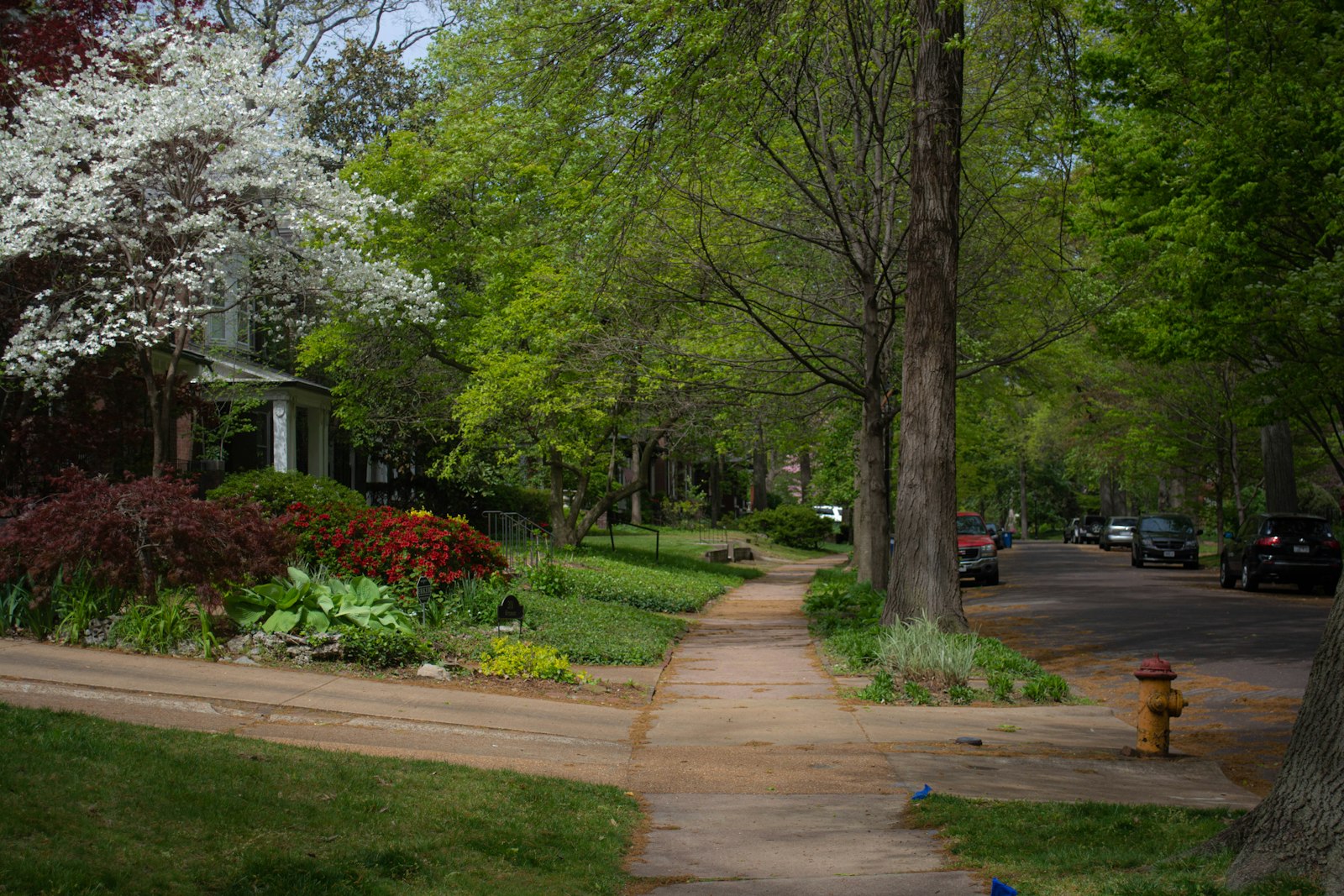 Tree-lined sidewalk and shared green space in a Cincinnati area HOA neighborhood, the kind of common area a pet waste removal service keeps clean