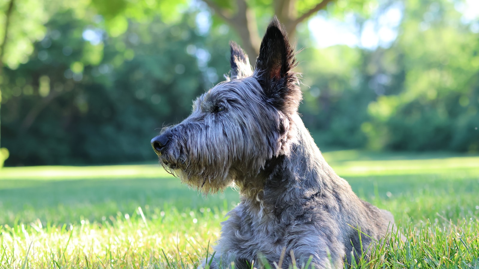 Terrier sitting in a green summer lawn under deciduous shade trees, a typical Greater Cincinnati backyard kept clear by weekly pet waste removal
