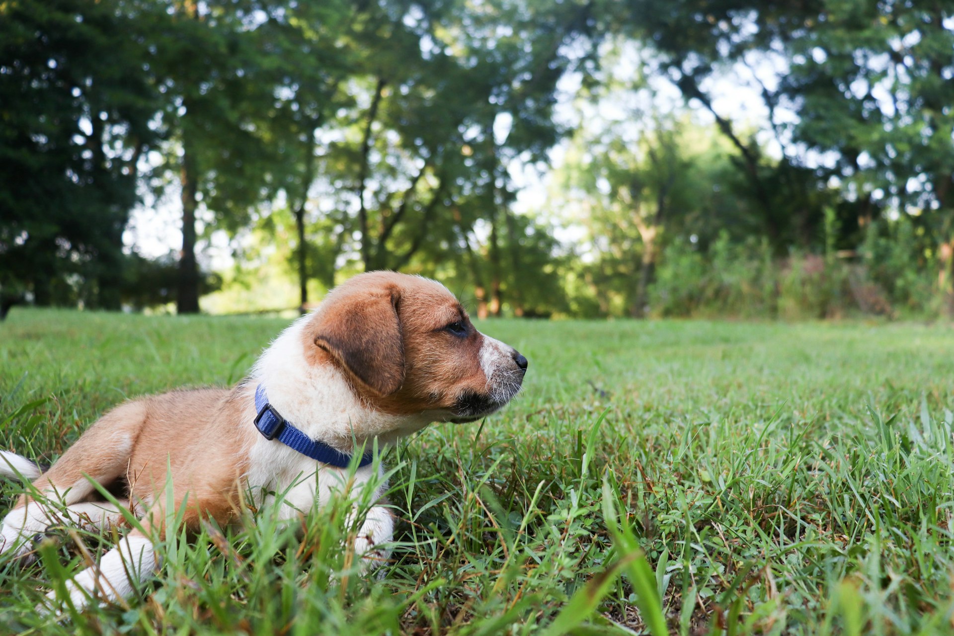 Young tan and white puppy with a blue collar lying in green lawn grass in front of a leafy tree line, a typical Greater Cincinnati backyard during the first year of puppy yard cleanup