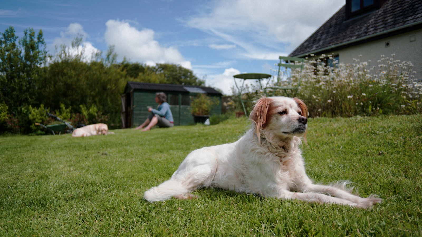 A dog relaxing on a clean green backyard lawn, the kind of tidy Cincinnati yard a regular dog poop scooping schedule makes possible