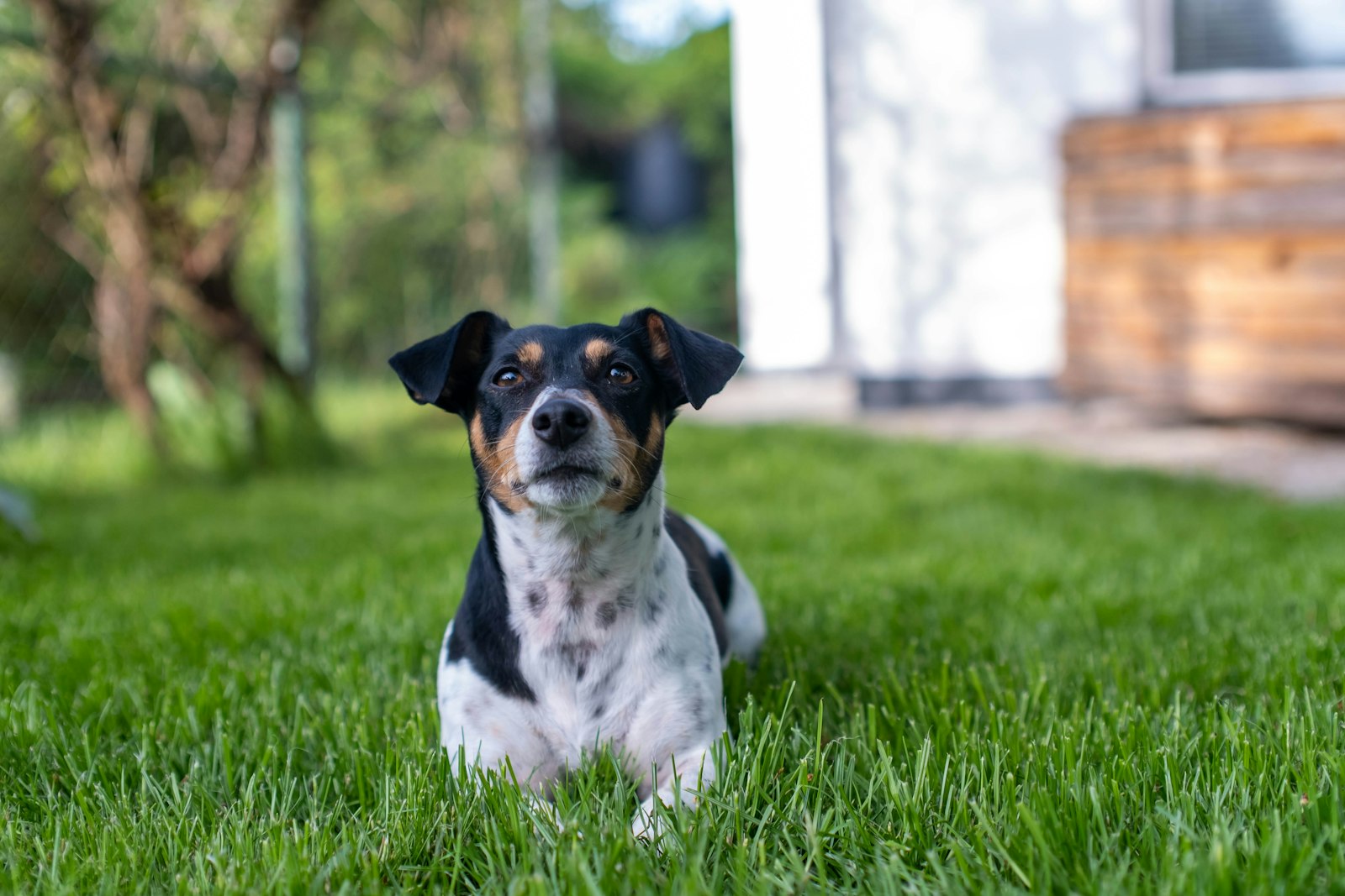 Small black and white dog lying on a clean, freshly scooped green lawn beside a house, the result of regular pet waste removal in a Greater Cincinnati backyard