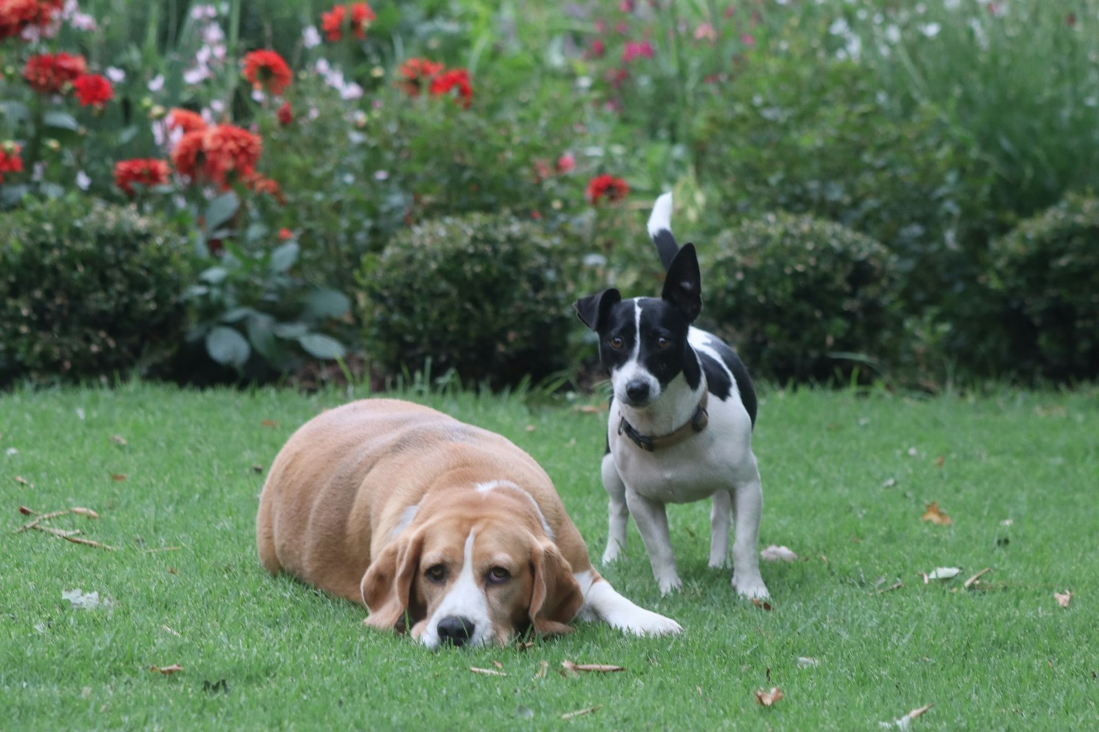 Two dogs resting on a healthy green backyard lawn, the kind of Cincinnati turf that develops brown spots and thin patches when dog waste sits too long