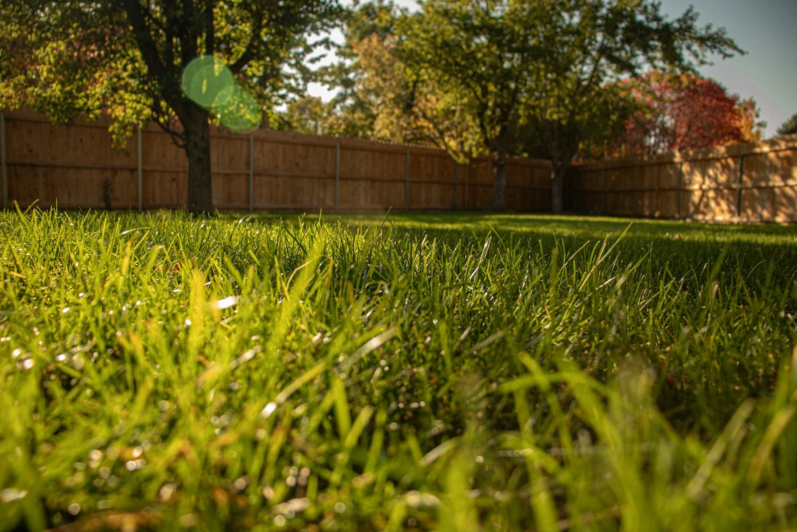 Ground level view through long grass in a fenced Greater Cincinnati backyard with deciduous trees turning color in early fall, the kind of yard where dog waste has built up out of sight