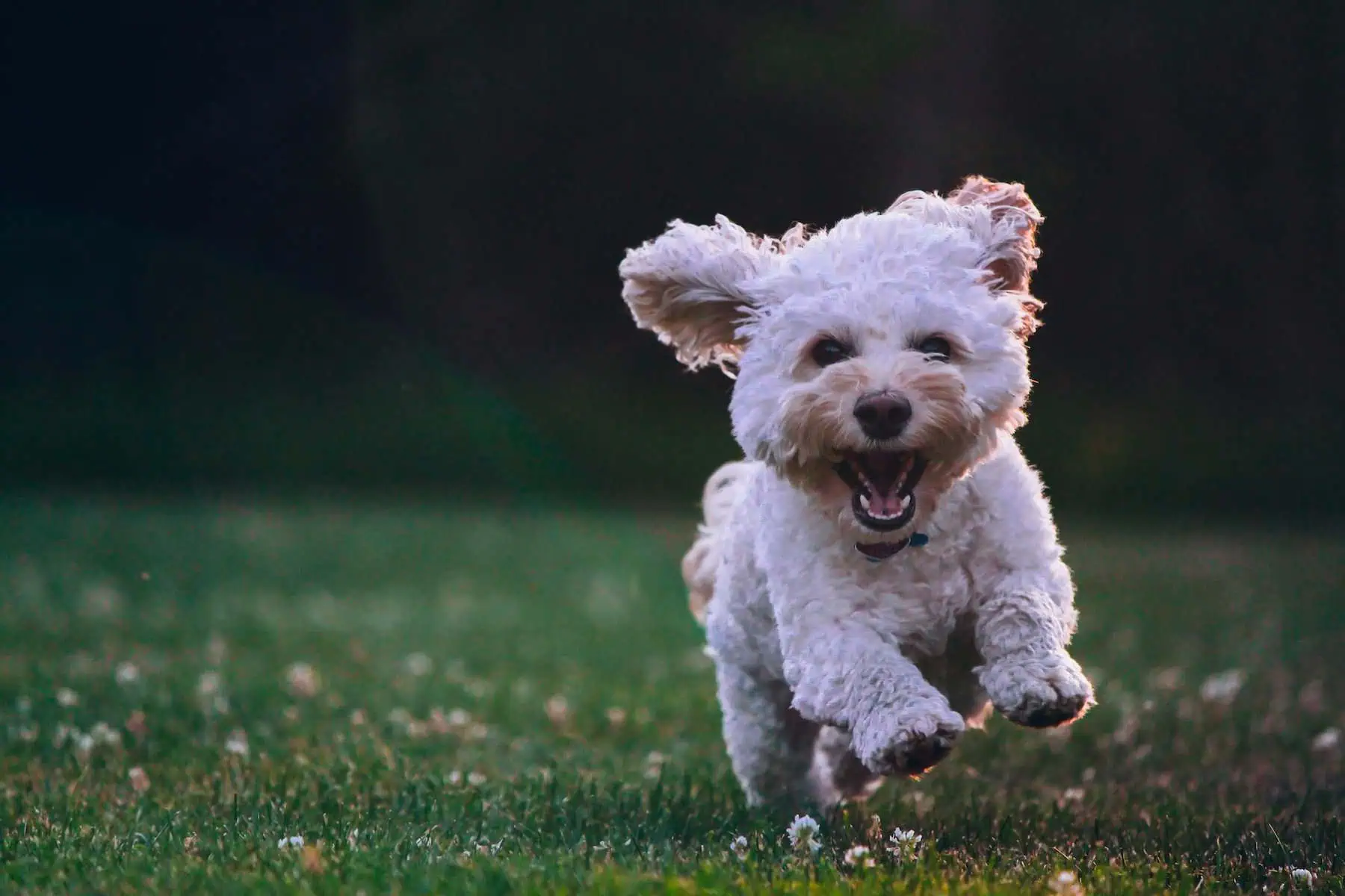 Happy dog enjoying a clean Cincinnati yard