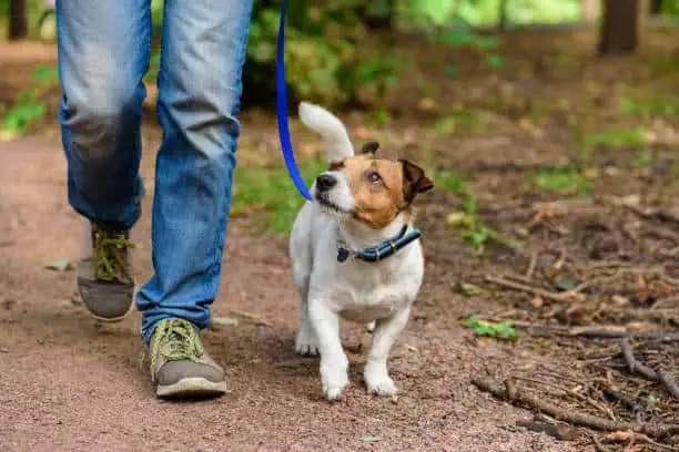 Dog walker with a happy dog on a Cincinnati trail