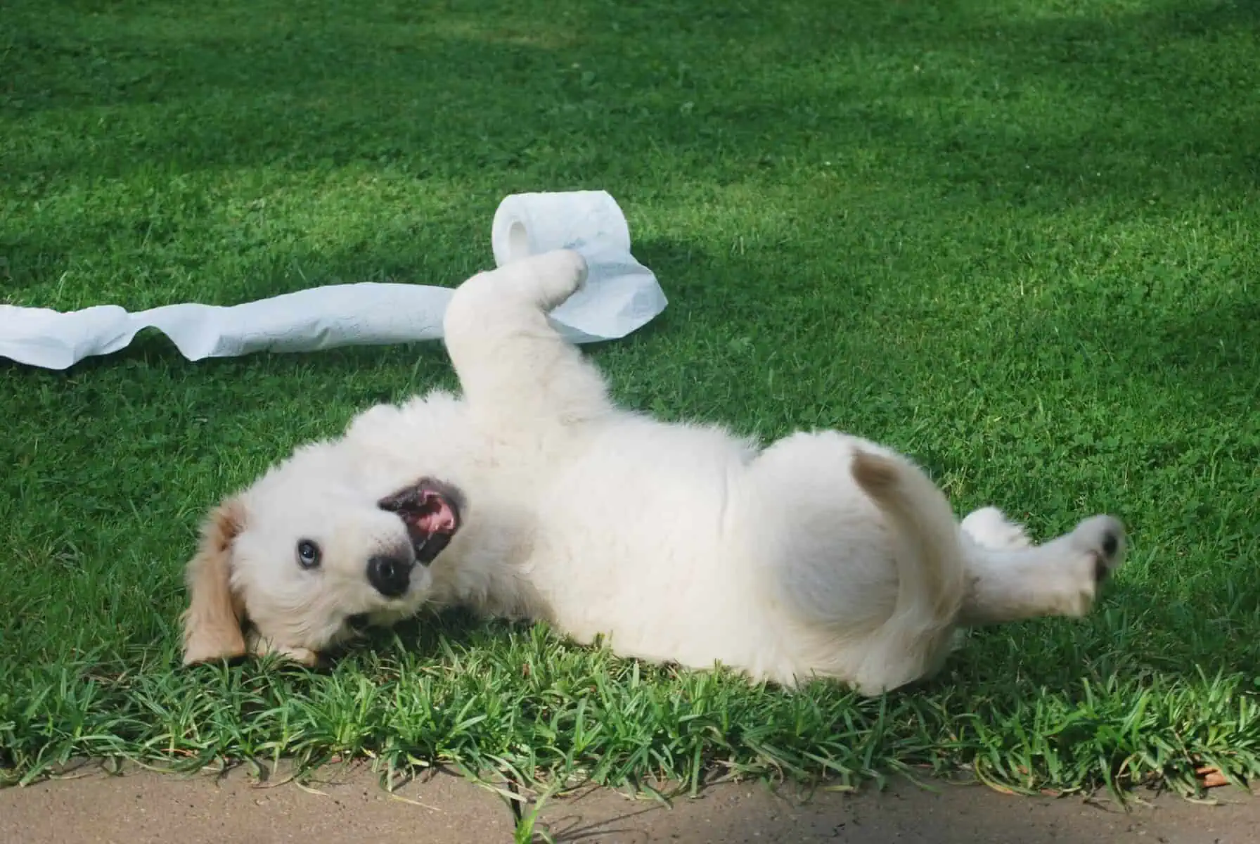 Happy dog in a clean Cincinnati backyard