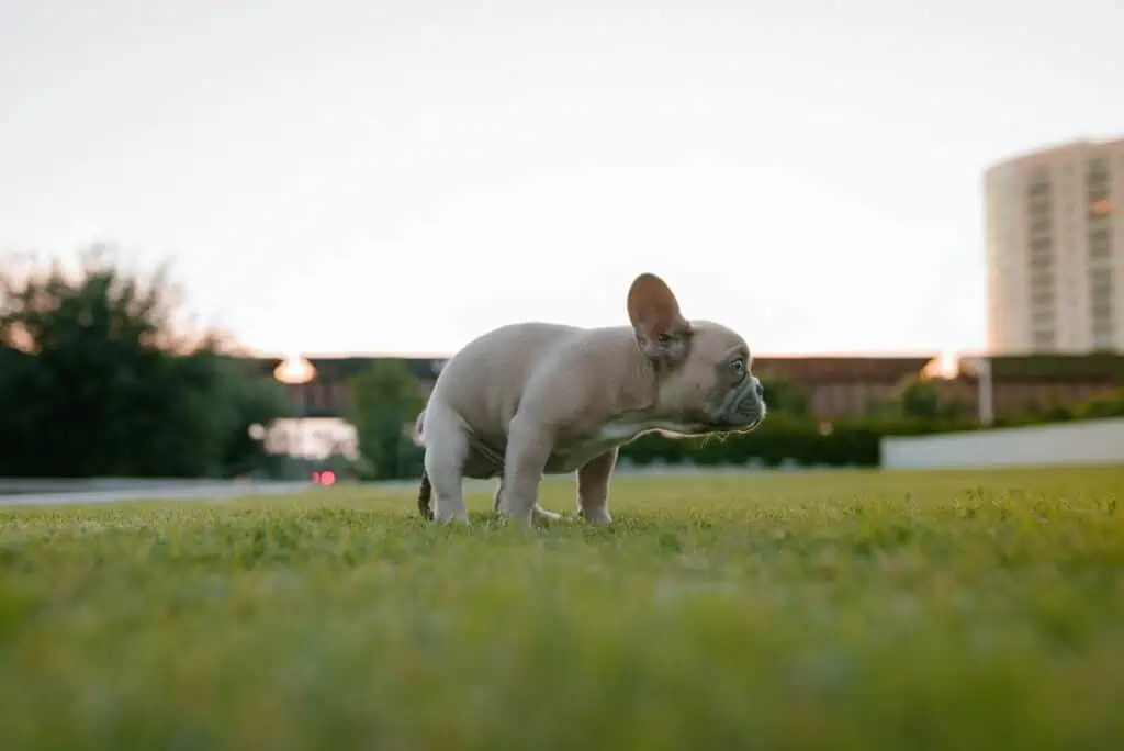 Pet Waste Removal