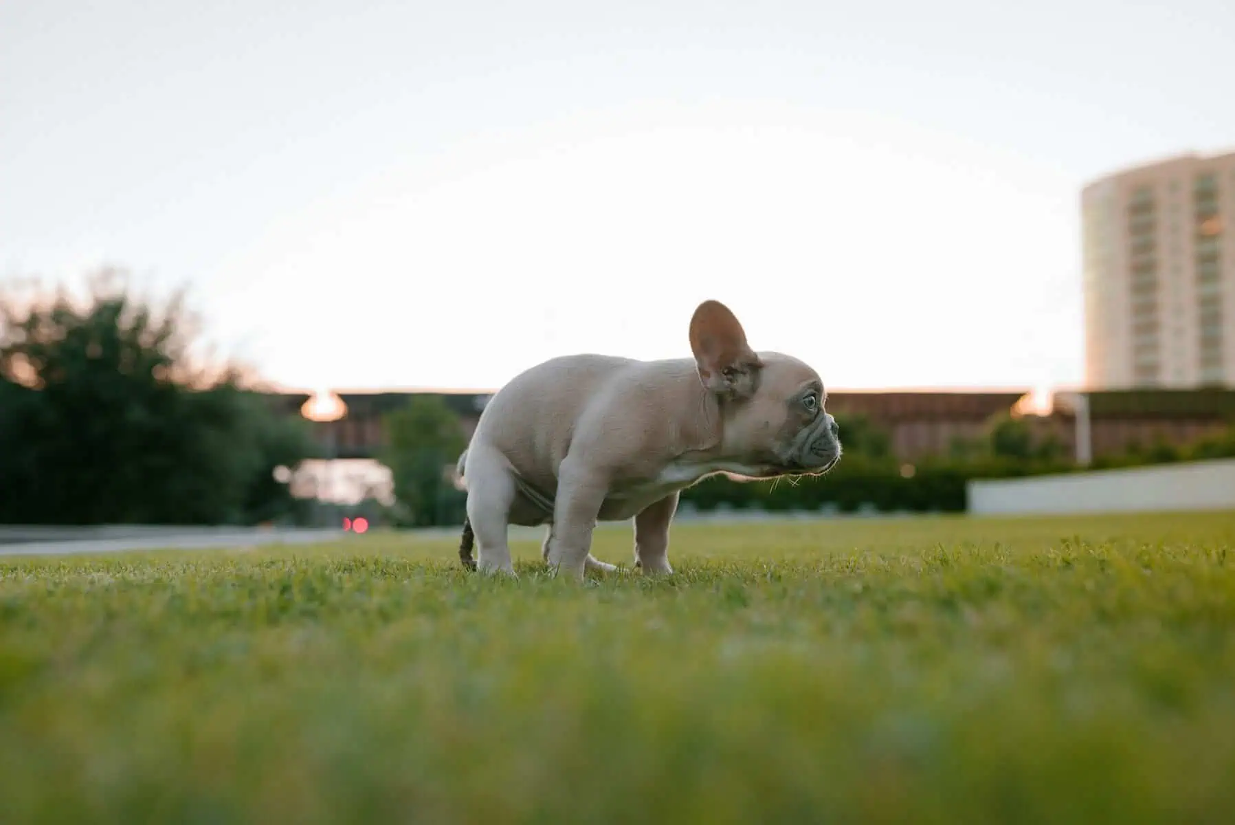Pet Waste Removal