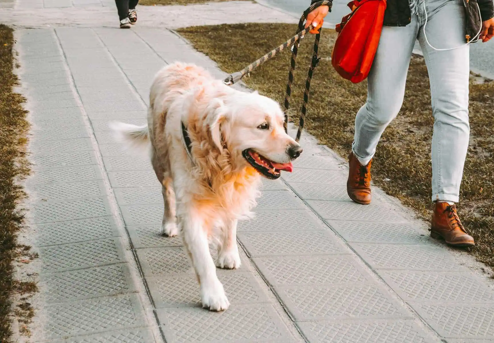 dog walking service